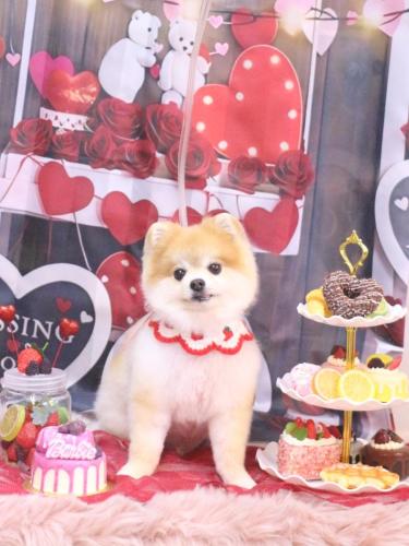 20250208モコくん